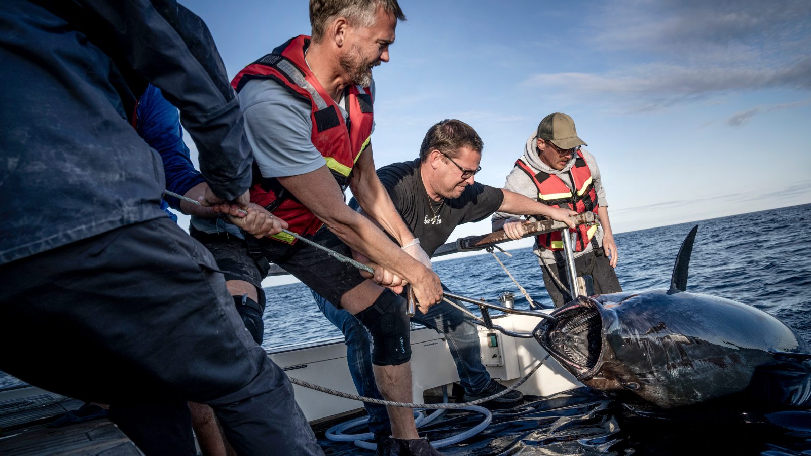 Tonfisk dras upp på båt. De svenska rovfiskarna är tillbaka.