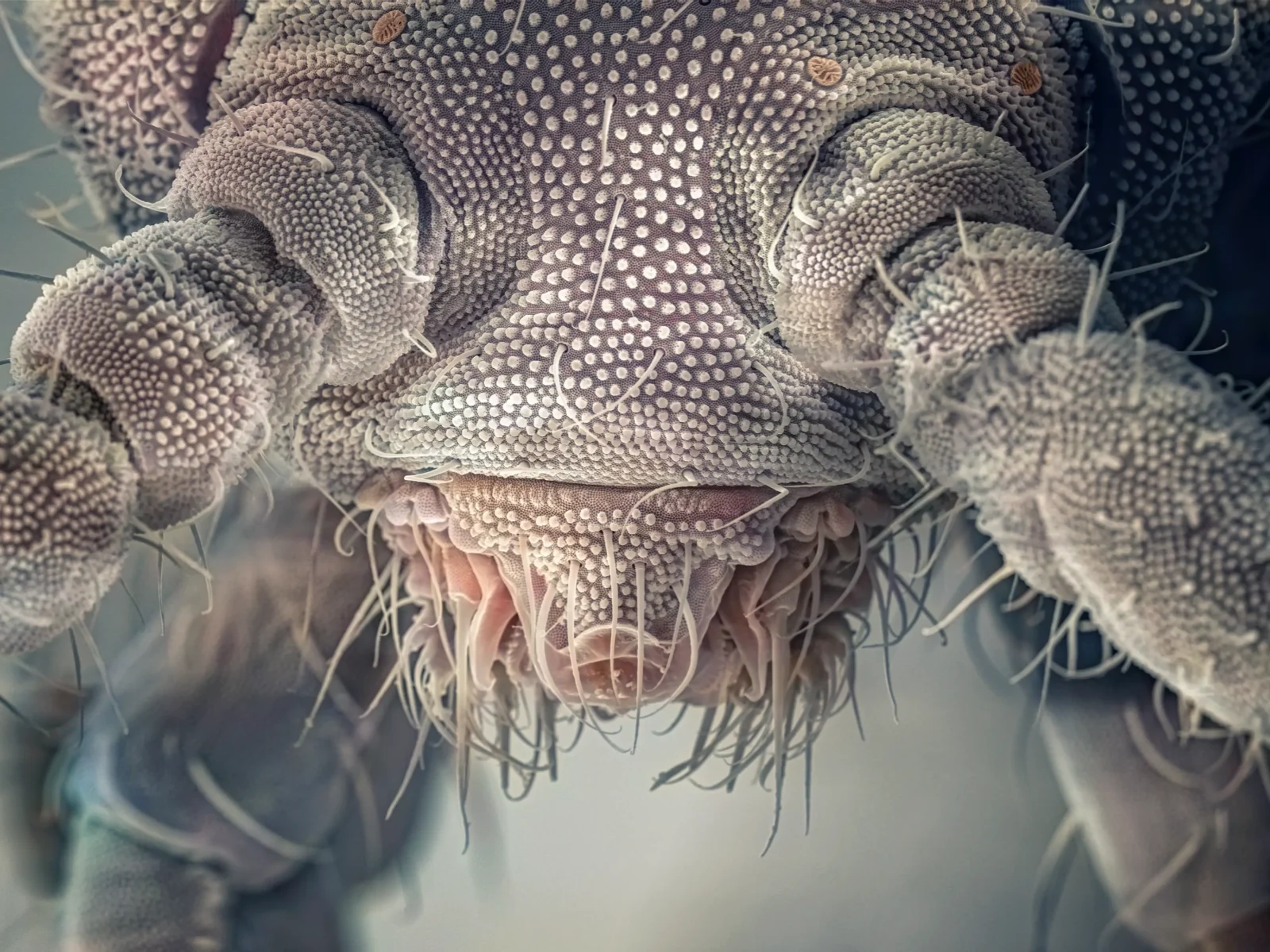 Mikroorganismen Hoppstjärt.