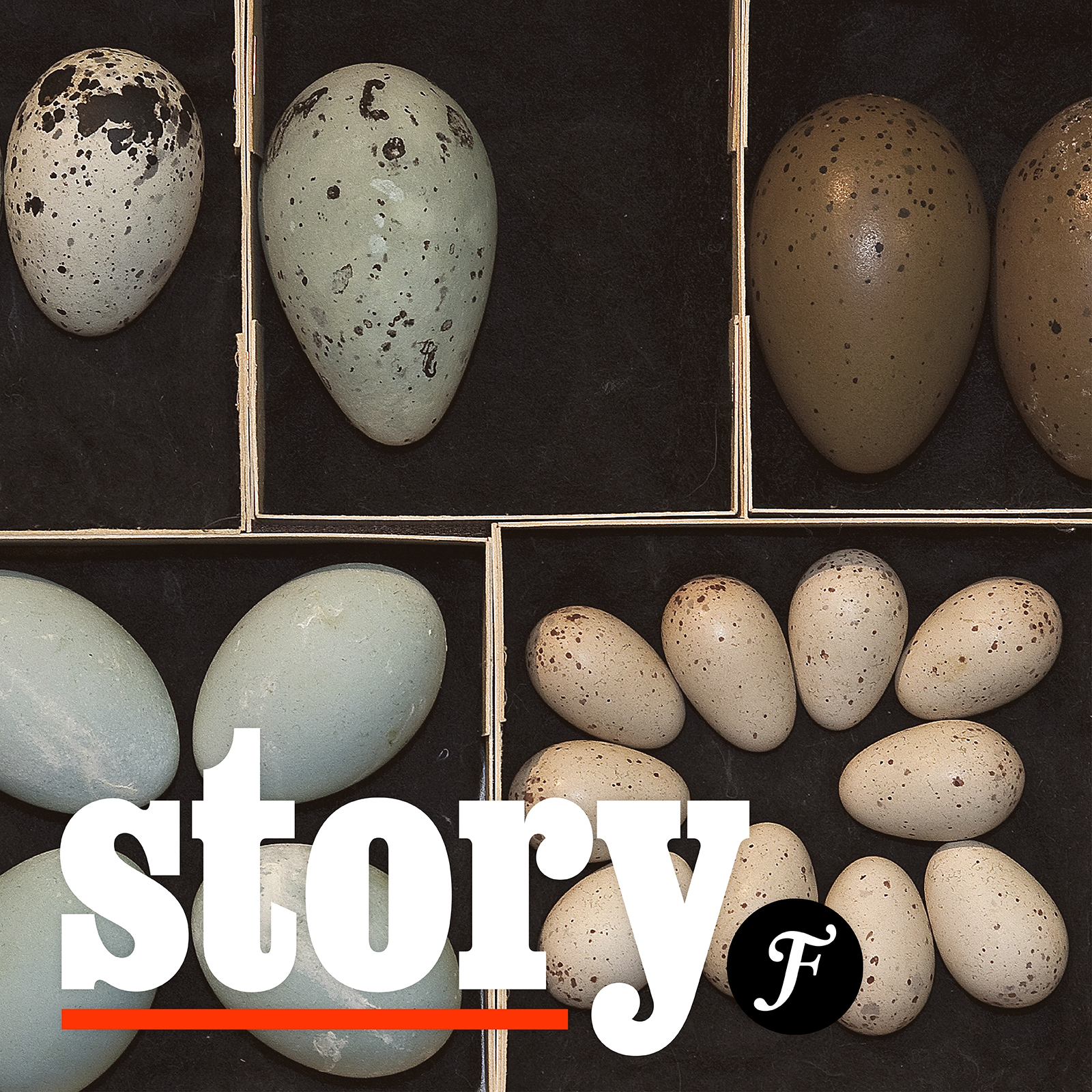 Vinjettbild för Story. I bakgrunden en äggsamling. Ägg i olika storlekar och färger i boxar.